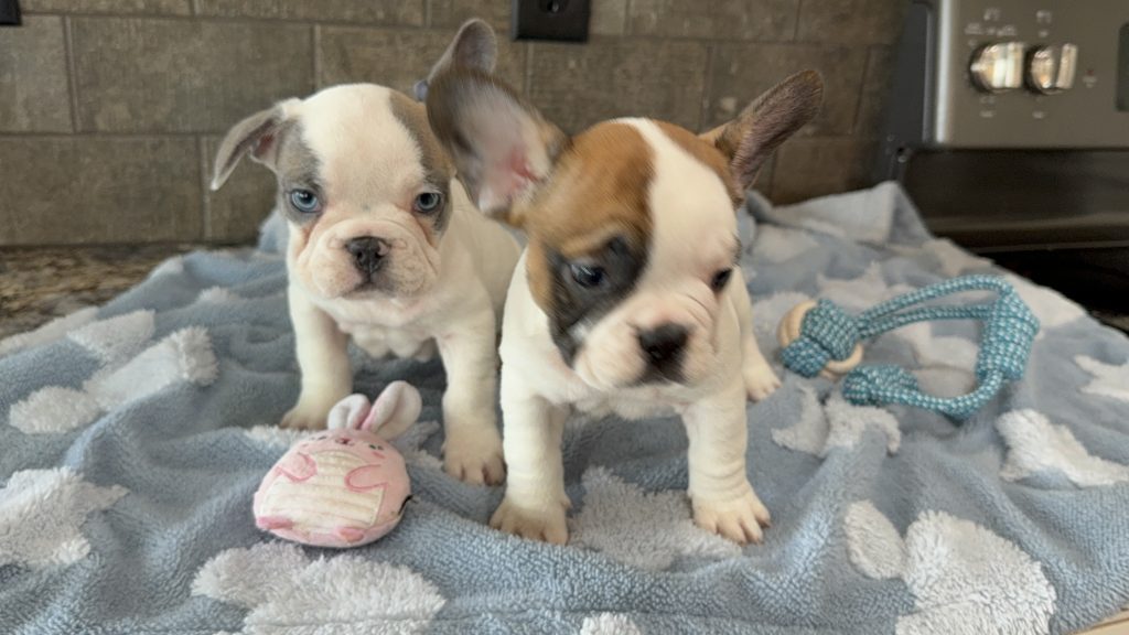 Simon | Fawn Pied French Bulldog Male | Available in July 2025