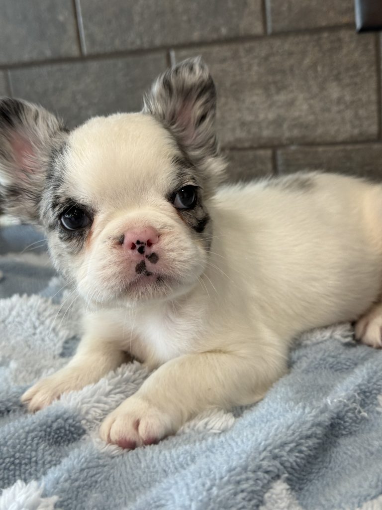 Alto | Fluffy Merle Pied French Bulldog Male | Available in July 2025