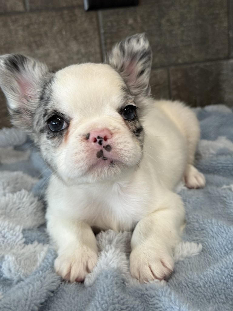 Alto | Fluffy Merle Pied French Bulldog Male | Available in July 2025
