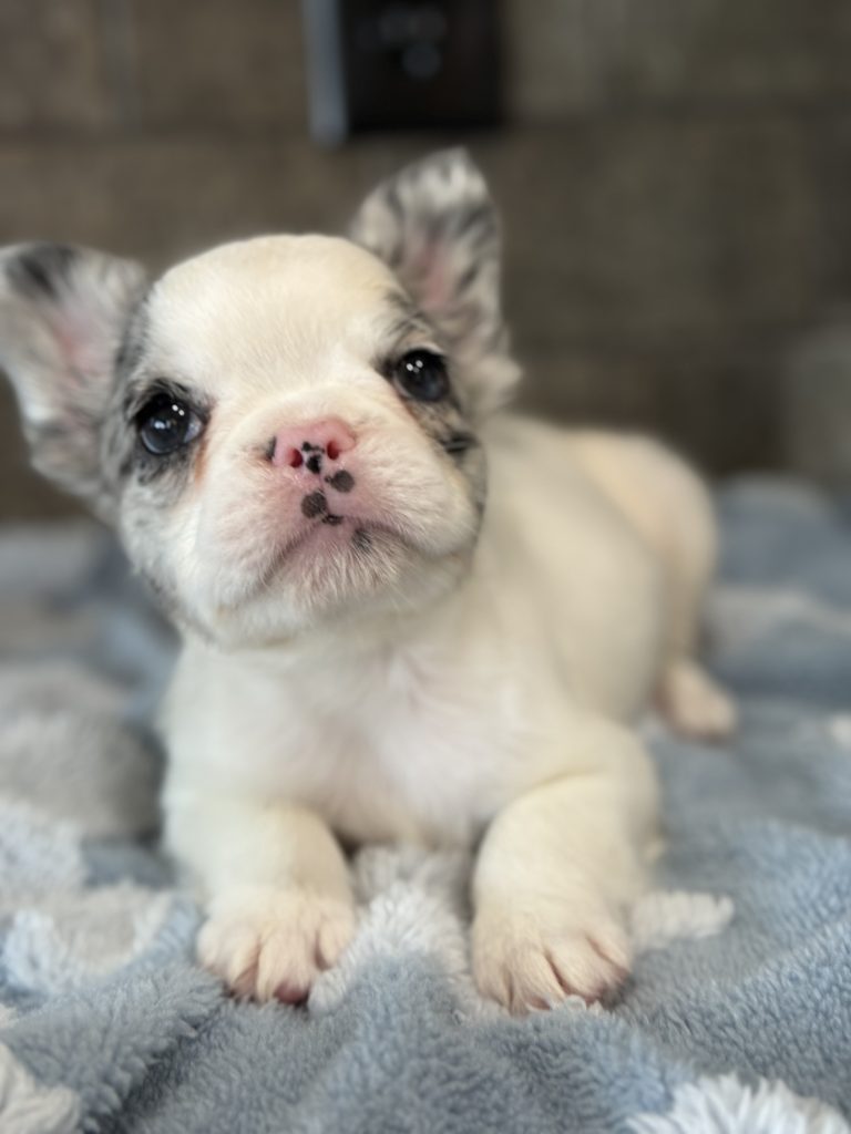 Alto | Fluffy Merle Pied French Bulldog Male | Available in July 2025