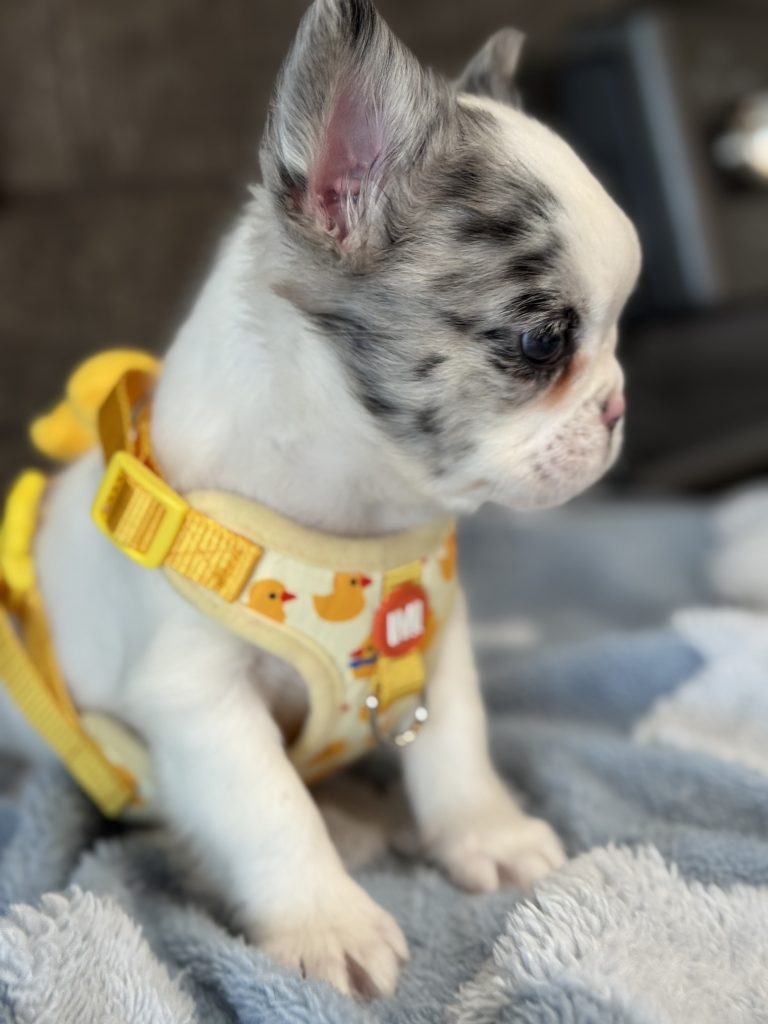 Alto | Fluffy Merle Pied French Bulldog Male | Available in July 2025