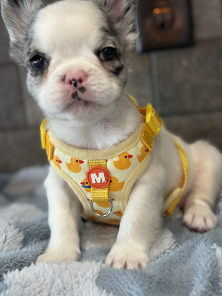 Alto | Fluffy Merle Pied French Bulldog Male | Available in July 2025
