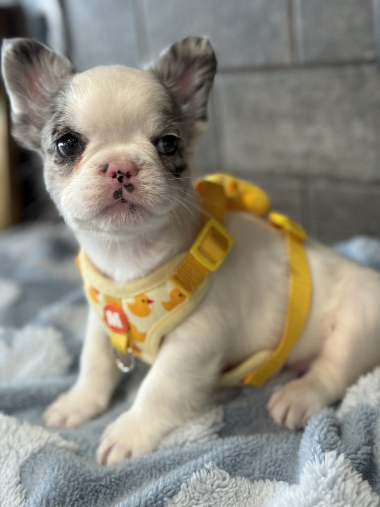 Alto | Fluffy Merle Pied French Bulldog Male | Available in July 2025