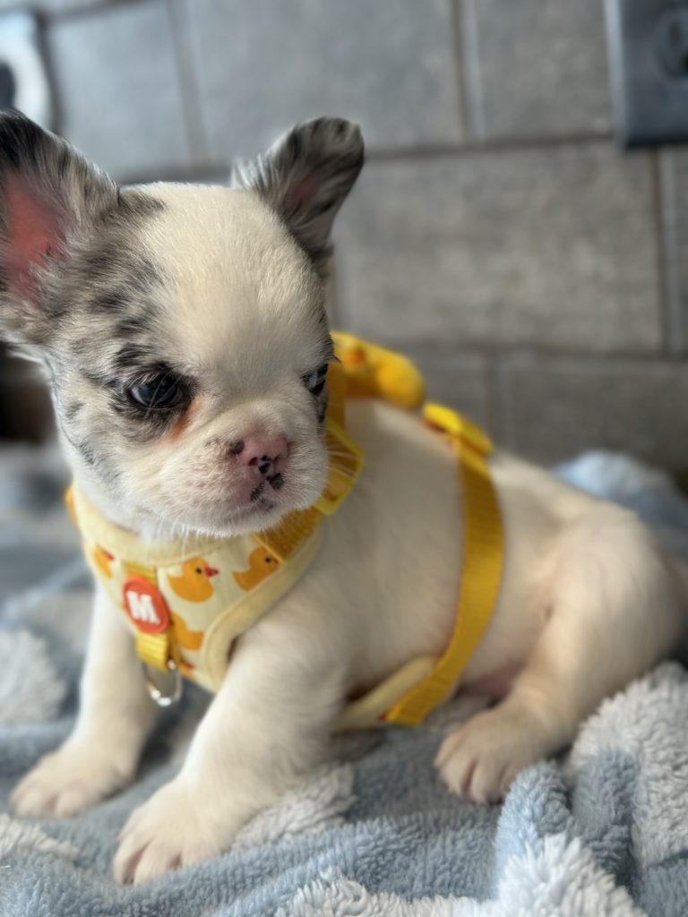 Alto | Fluffy Merle Pied French Bulldog Male | Available in July 2025