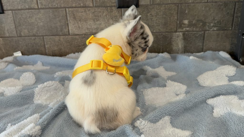 Alto | Fluffy Merle Pied French Bulldog Male | Available in July 2025