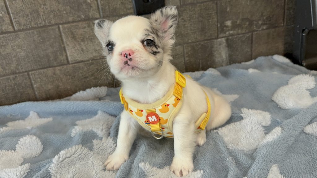 Alto | Fluffy Merle Pied French Bulldog Male | Available in July 2025