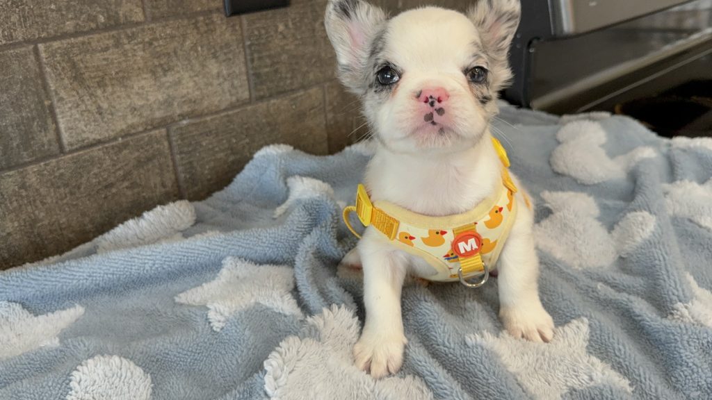 Alto | Fluffy Merle Pied French Bulldog Male | Available in July 2025
