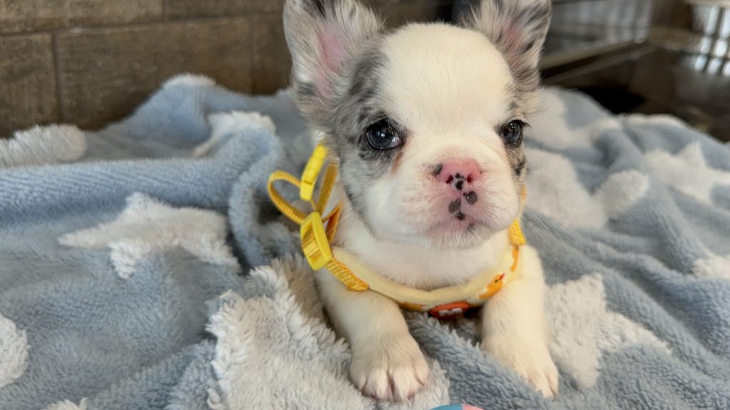 Alto | Fluffy Merle Pied French Bulldog Male | Available in July 2025