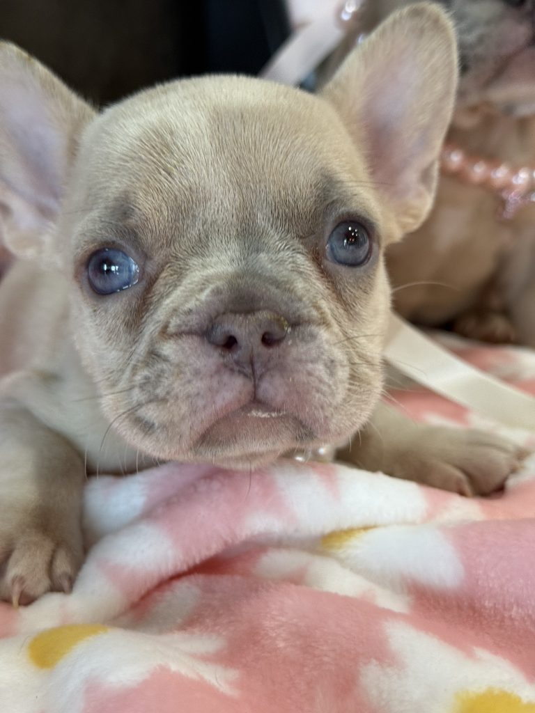 Unicorn | Lilac Fawn Merle French Bulldog Female | Available in July 2025