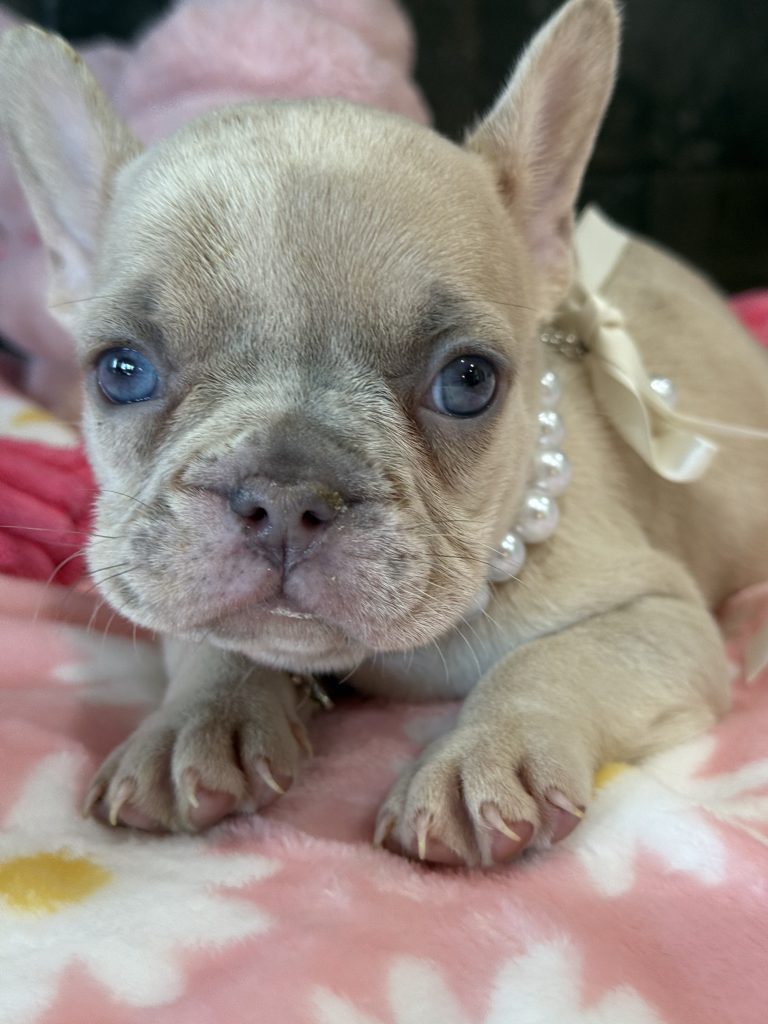 Unicorn | Lilac Fawn Merle French Bulldog Female | Available in July 2025