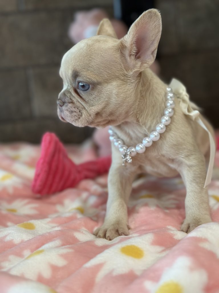 Unicorn | Lilac Fawn Merle French Bulldog Female | Available in July 2025