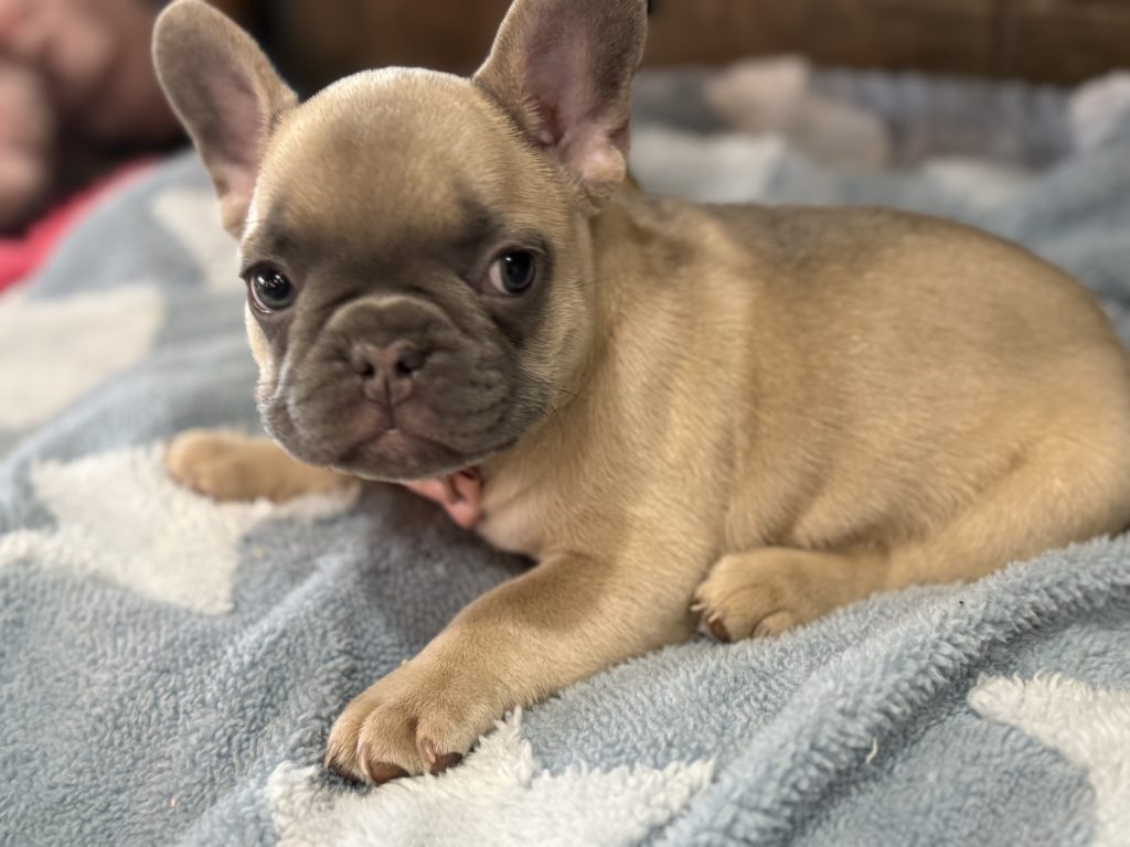 Ulysses | Blue Fawn French Bulldog Male | Available in July 2025
