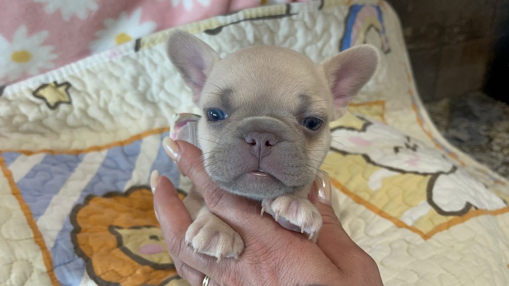 Pickle | Lilac Fawn French Bulldog Male | Available in July 2025