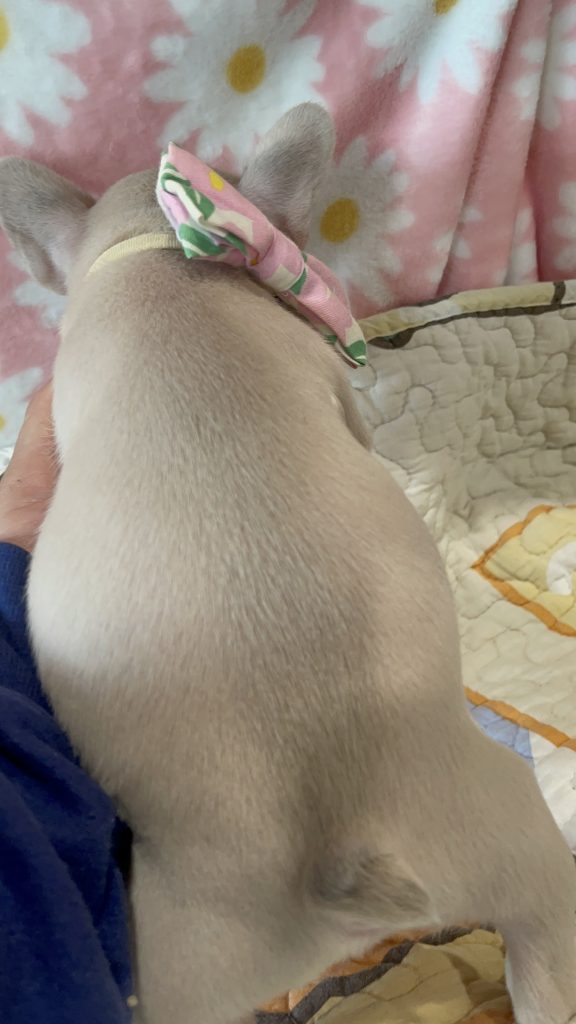 Pickle | Lilac Fawn French Bulldog Male | Available in July 2025