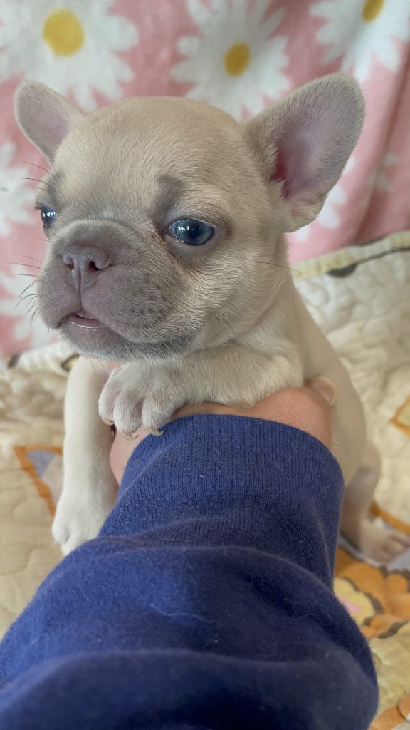 Pickle | Lilac Fawn French Bulldog Male | Available in July 2025
