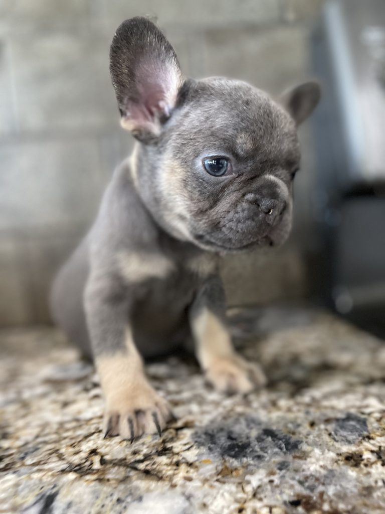 Pierre | Blue & Tan French Bulldog Male | Available in July 2025