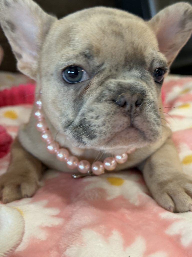 Unique | Blue Fawn Merle French Bulldog Female | Available in July 2025