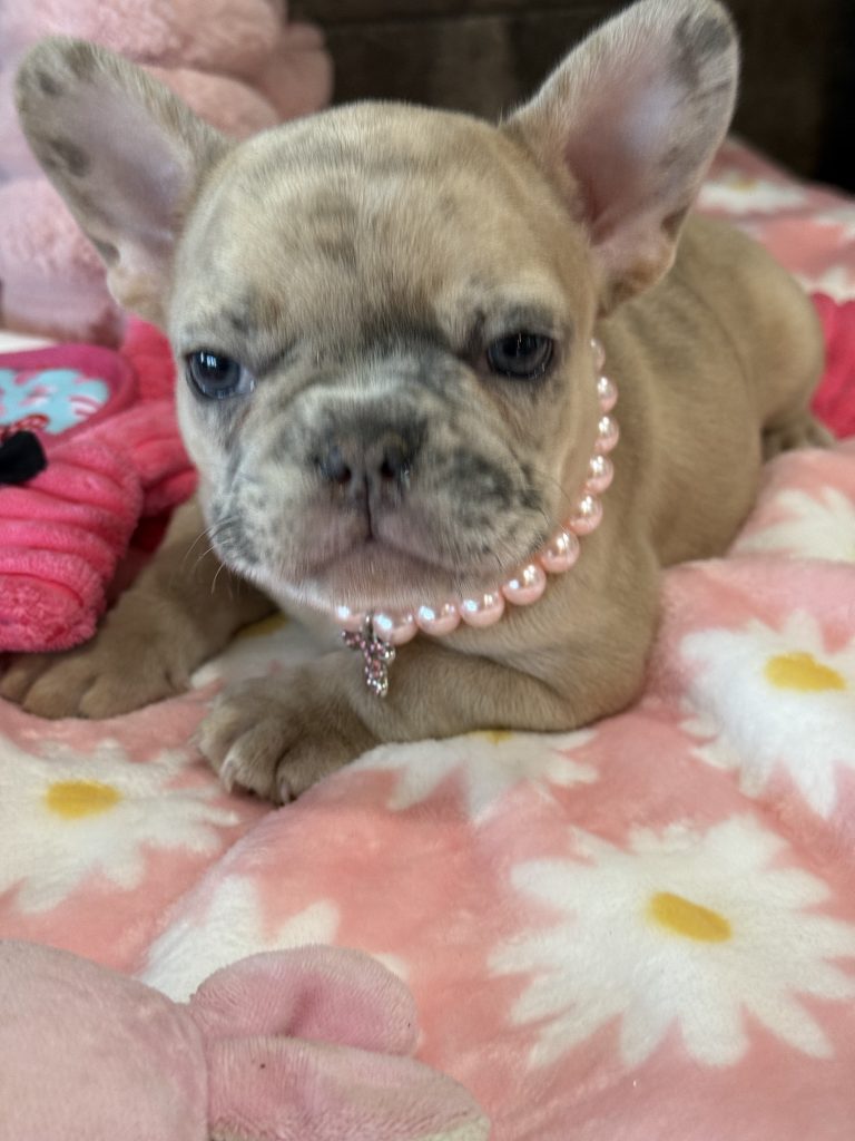 Unique | Blue Fawn Merle French Bulldog Female | Available in July 2025
