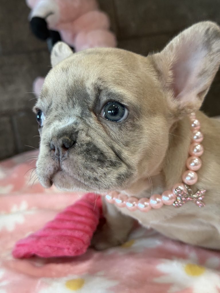 Unique | Blue Fawn Merle French Bulldog Female | Available in July 2025
