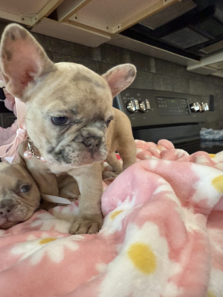 Unique | Blue Fawn Merle French Bulldog Female | Available in July 2025