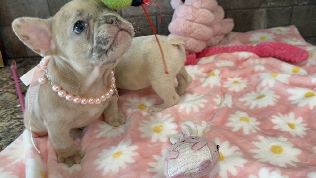 Unique | Blue Fawn Merle French Bulldog Female | Available in July 2025