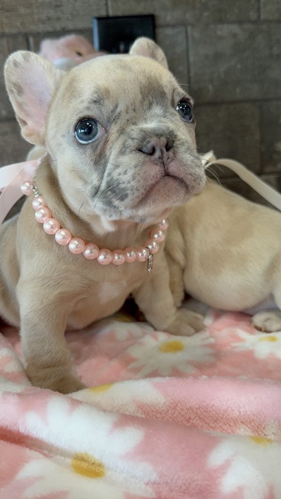 Unique | Blue Fawn Merle French Bulldog Female | Available in July 2025