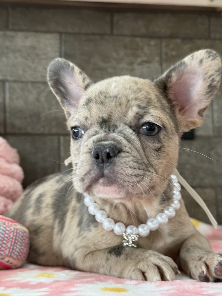 Velma | Blue Fawn Merle French Bulldog Female | Available in July 2025