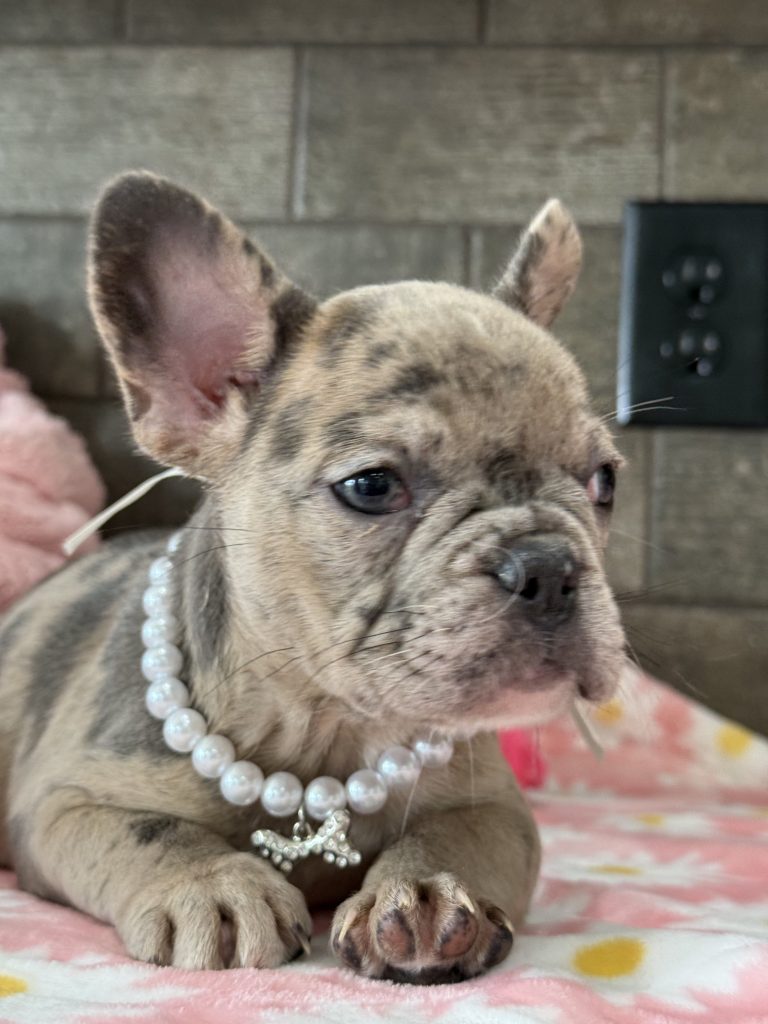 Velma | Blue Fawn Merle French Bulldog Female | Available in July 2025