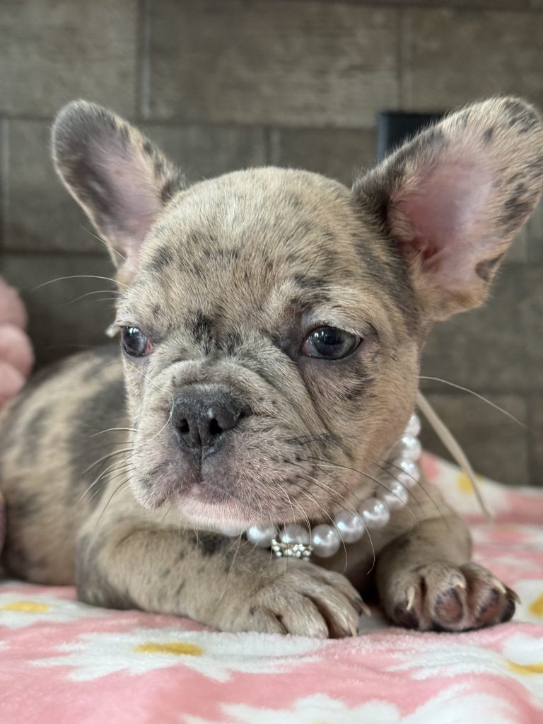 Velma | Blue Fawn Merle French Bulldog Female | Available in July 2025