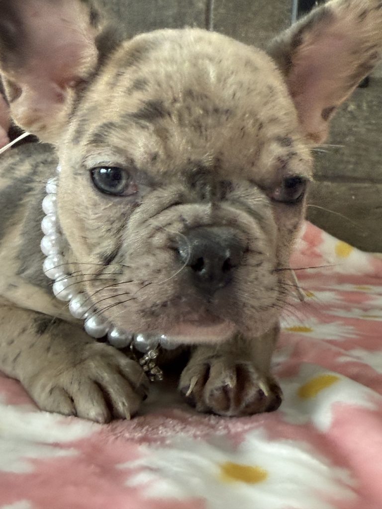 Velma | Blue Fawn Merle French Bulldog Female | Available in July 2025