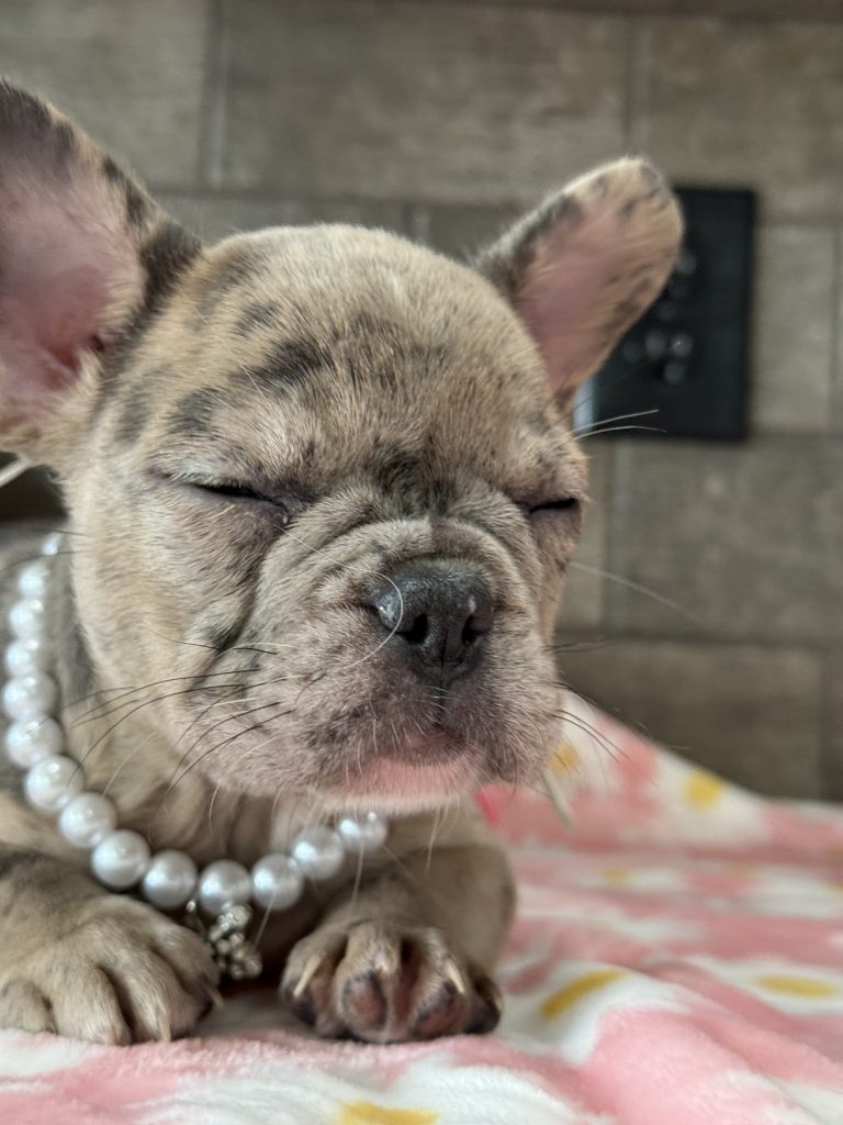 Velma | Blue Fawn Merle French Bulldog Female | Available in July 2025