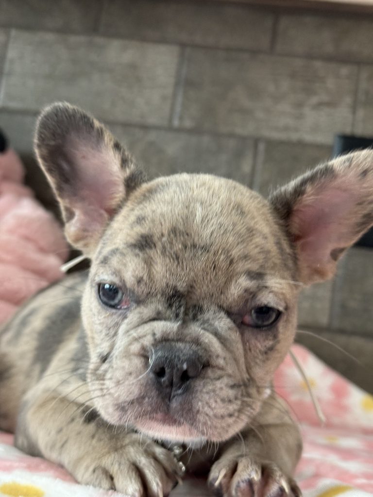 Velma | Blue Fawn Merle French Bulldog Female | Available in July 2025