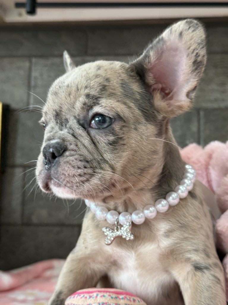 Velma | Blue Fawn Merle French Bulldog Female | Available in July 2025