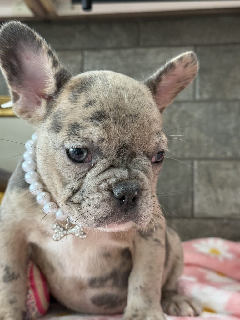 Velma | Blue Fawn Merle French Bulldog Female | Available in July 2025
