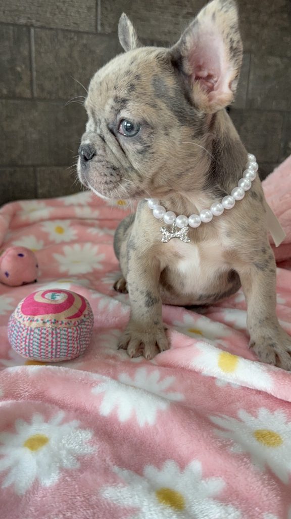 Velma | Blue Fawn Merle French Bulldog Female | Available in July 2025