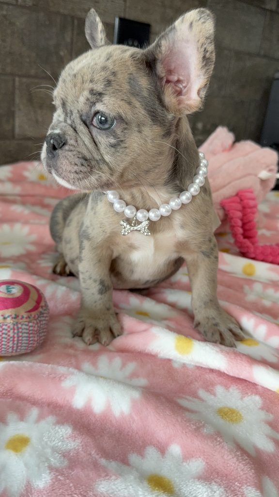 Velma | Blue Fawn Merle French Bulldog Female | Available in July 2025