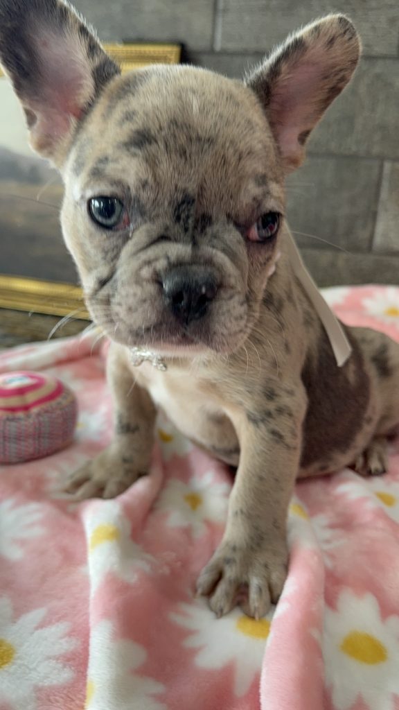 Velma | Blue Fawn Merle French Bulldog Female | Available in July 2025
