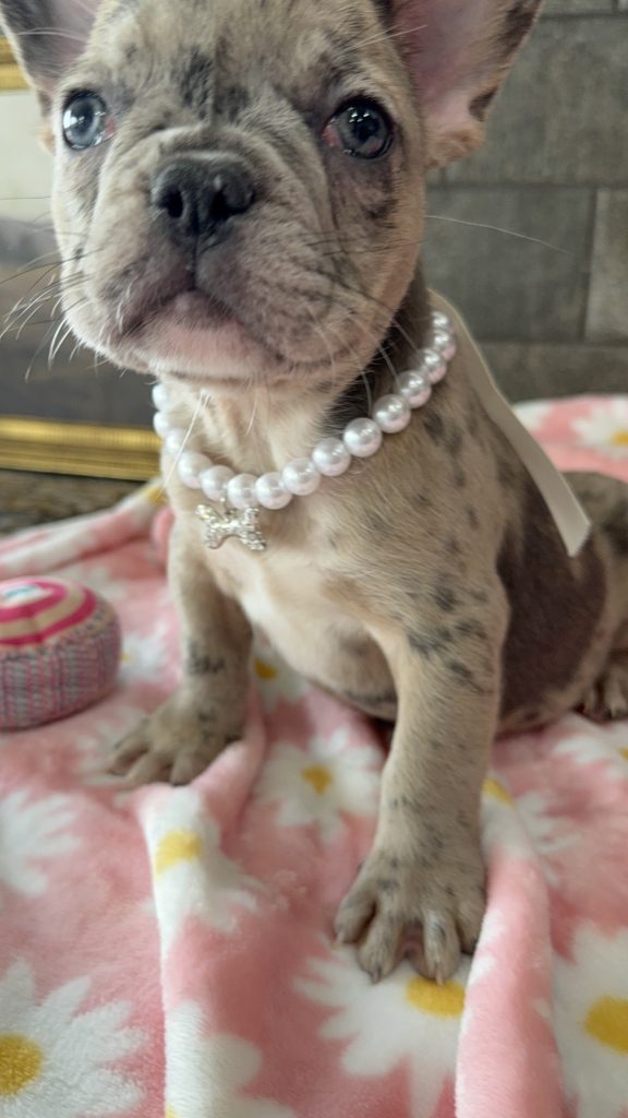 Velma | Blue Fawn Merle French Bulldog Female | Available in July 2025