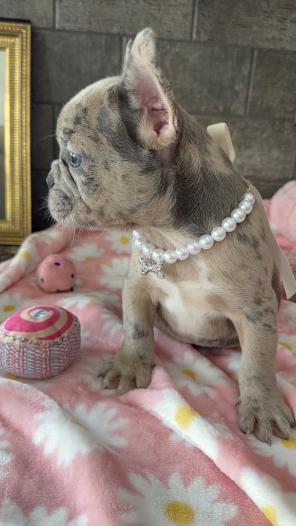 Velma | Blue Fawn Merle French Bulldog Female | Available in July 2025