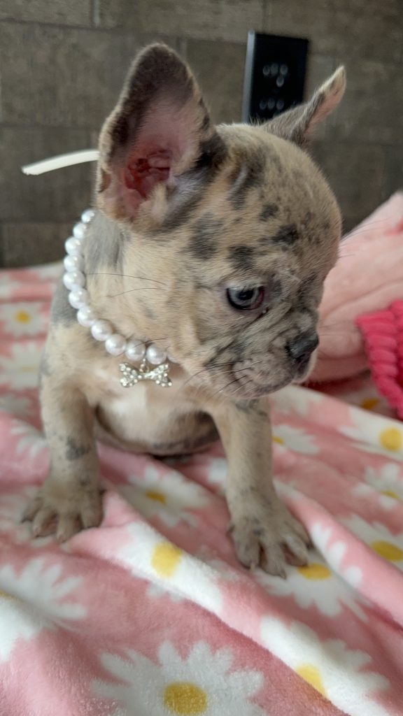 Velma | Blue Fawn Merle French Bulldog Female | Available in July 2025