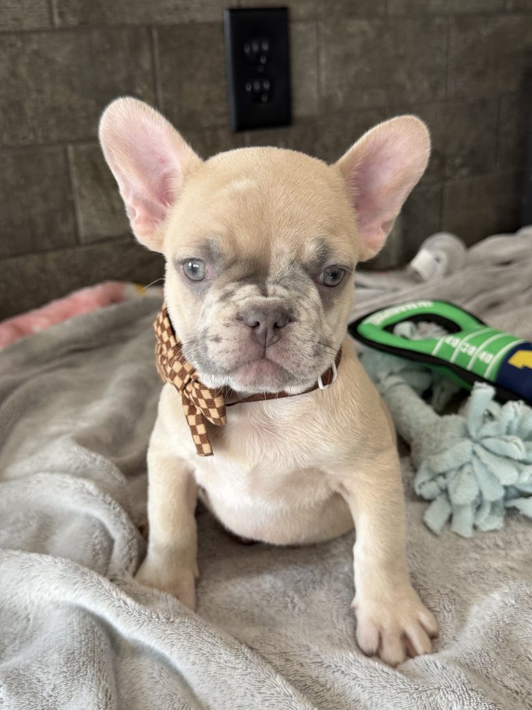 Parker | Fawn Merle French Bulldog Male | Available in July 2025
