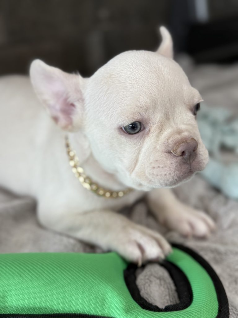 Pretzel | Platinum Cream French Bulldog Male | Available in July 2025