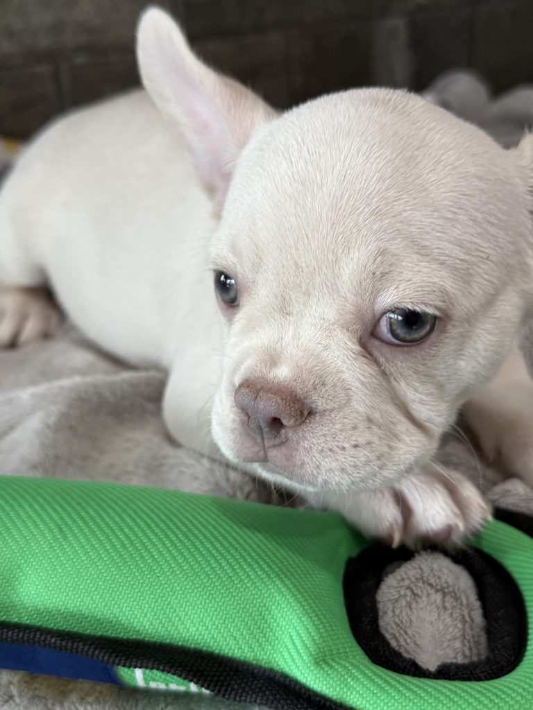 Pretzel | Platinum Cream French Bulldog Male | Available in July 2025