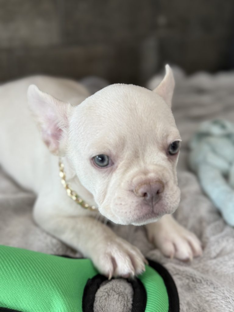 Pretzel | Platinum Cream French Bulldog Male | Available in July 2025