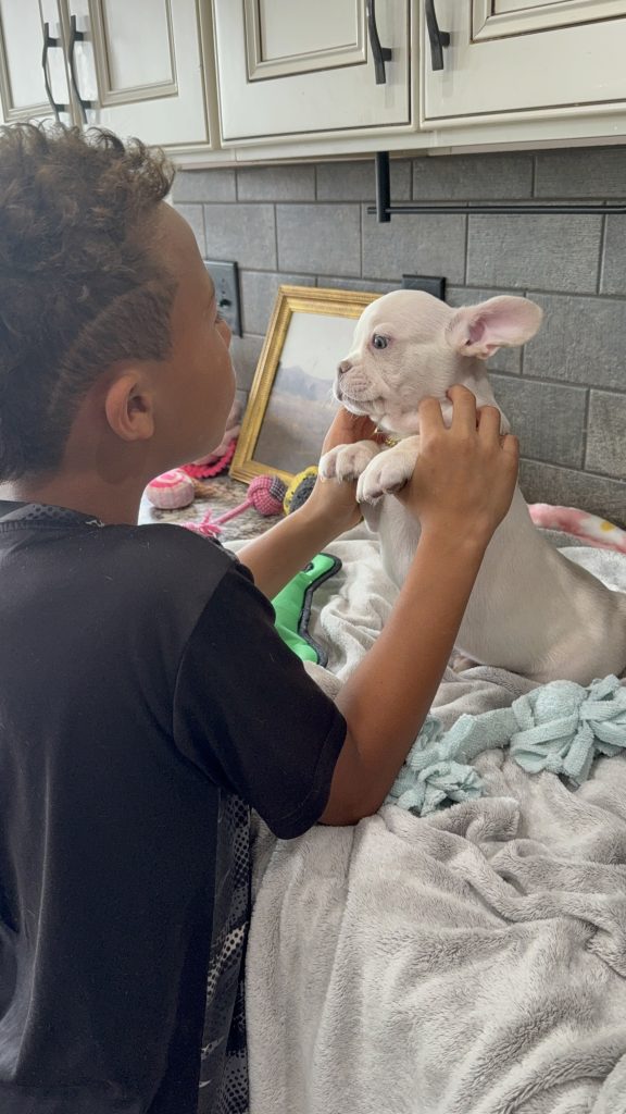 Pretzel | Platinum Cream French Bulldog Male | Available in July 2025