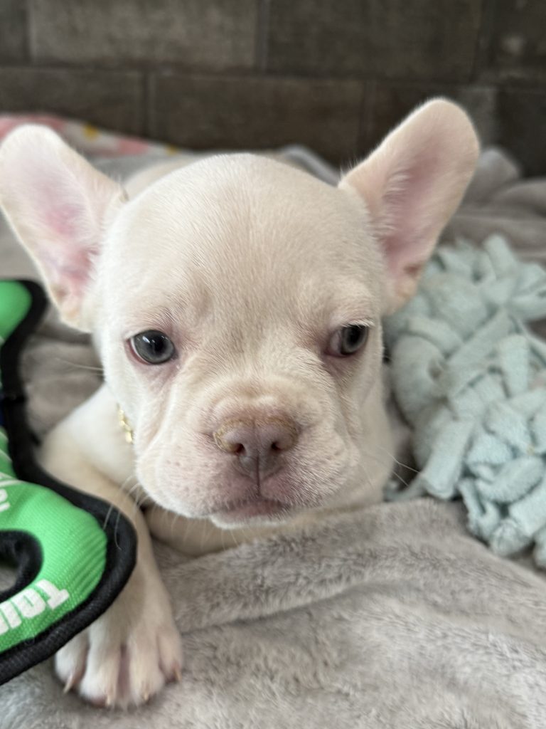 Pretzel | Platinum Cream French Bulldog Male | Available in July 2025