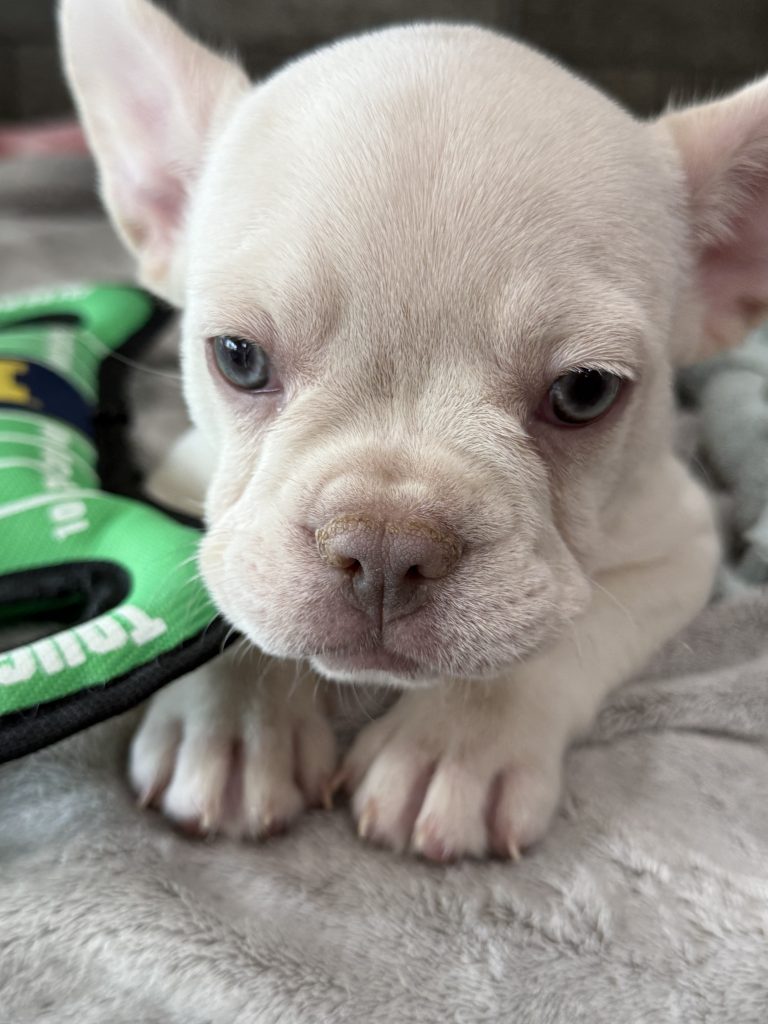 Pretzel | Platinum Cream French Bulldog Male | Available in July 2025