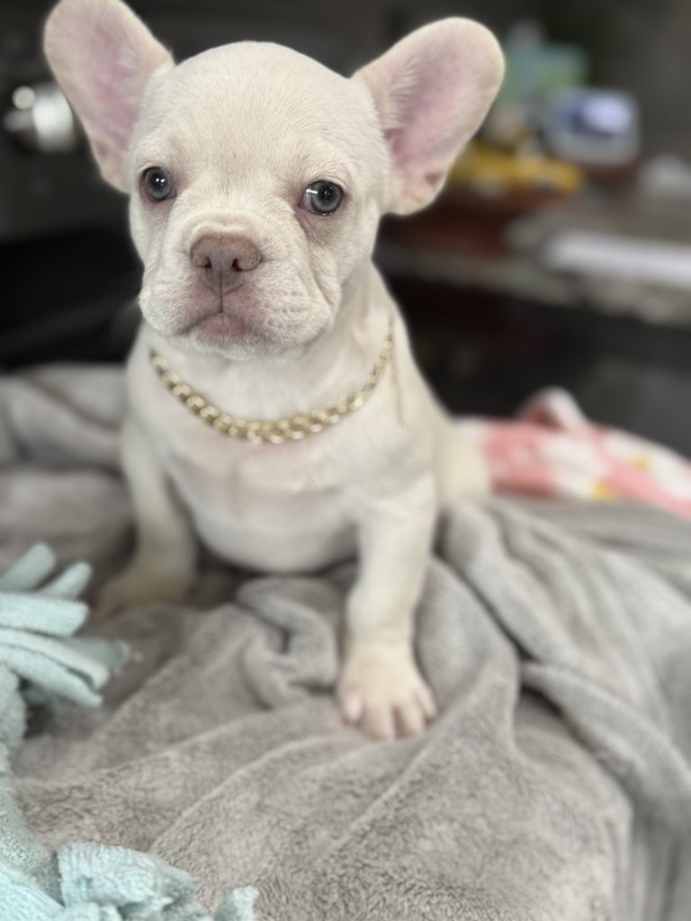 Pretzel | Platinum Cream French Bulldog Male | Available in July 2025
