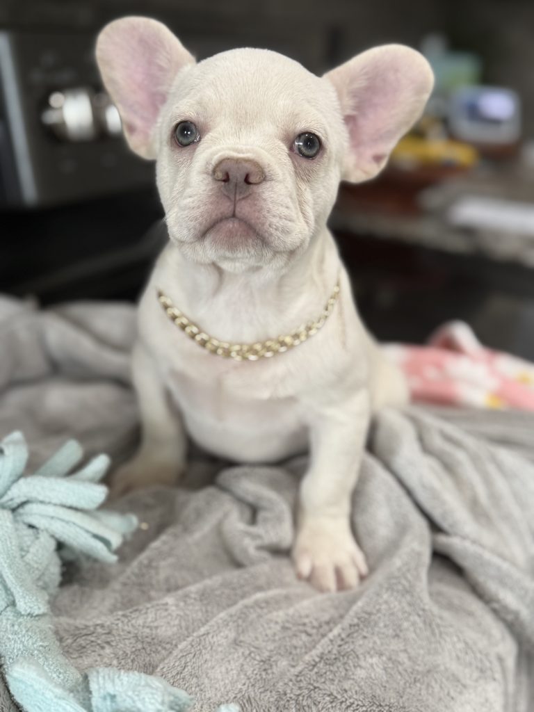 Pretzel | Platinum Cream French Bulldog Male | Available in July 2025