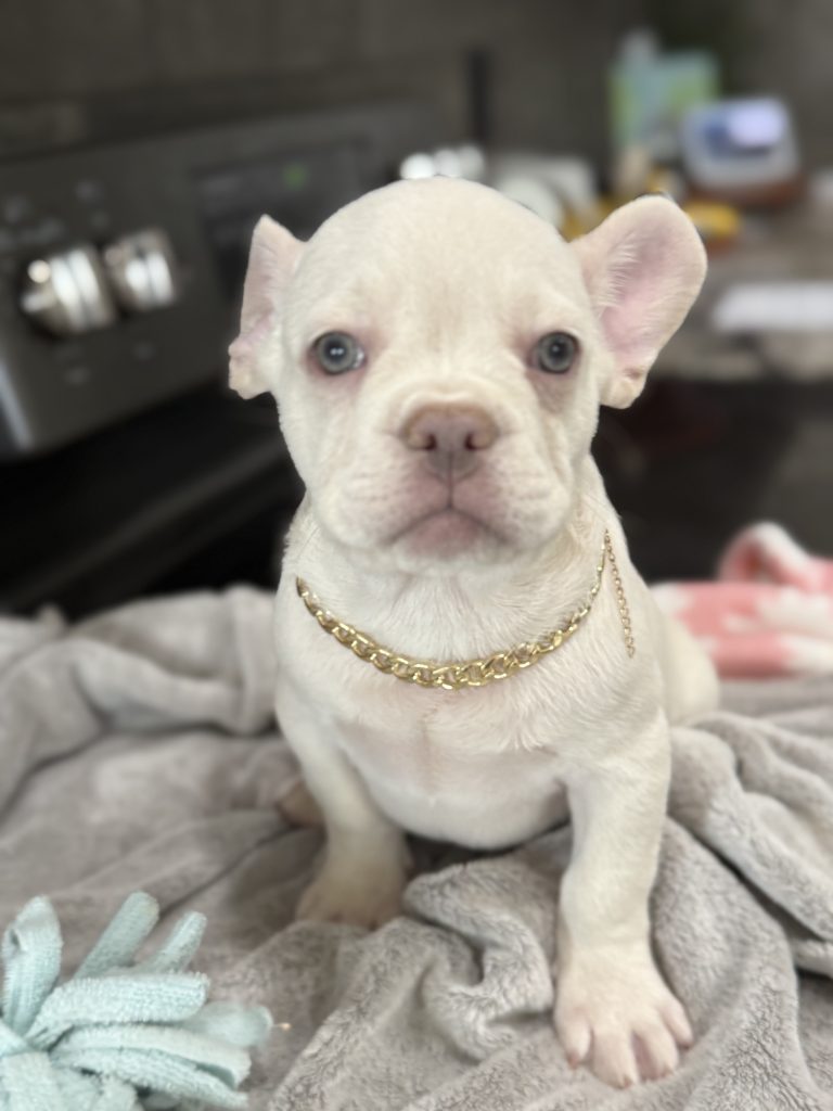 Pretzel | Platinum Cream French Bulldog Male | Available in July 2025